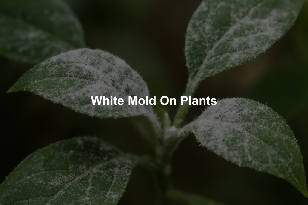 698f033582428 | Bonsaimery.com White Mold On Plants