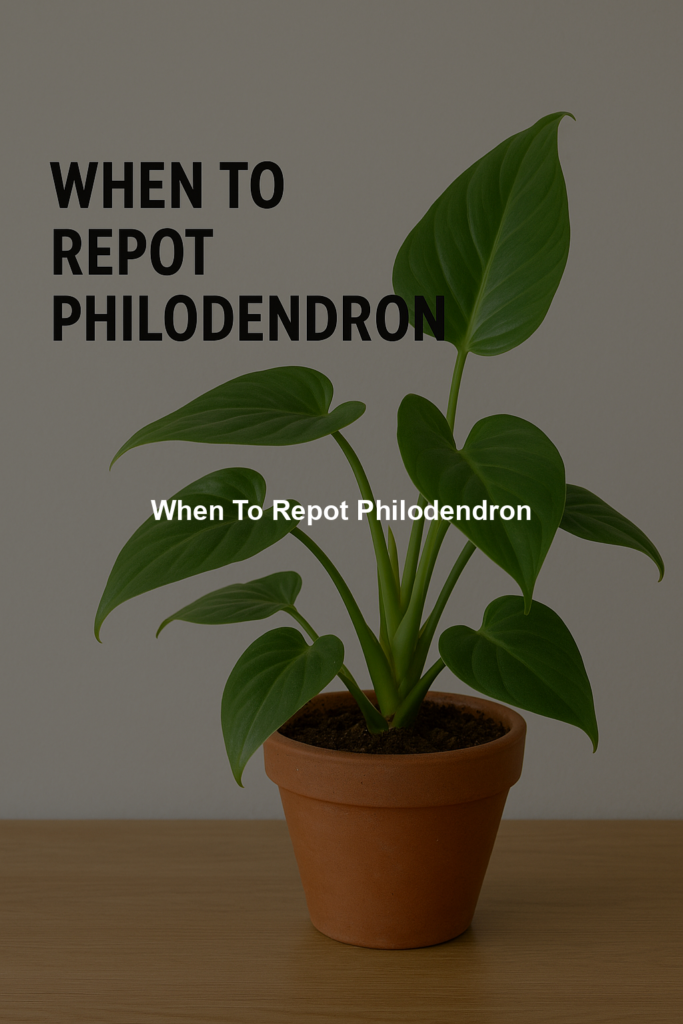 698f03a386184 | Bonsaimery.com When To Repot Philodendron