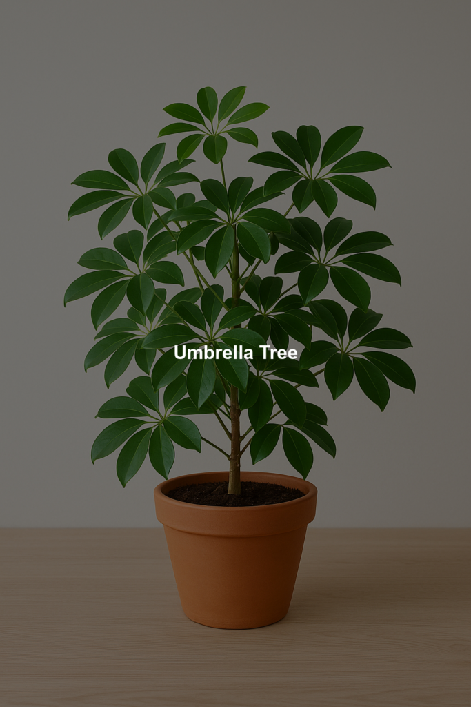 698f1c6f99eba | Bonsaimery.com Umbrella Tree