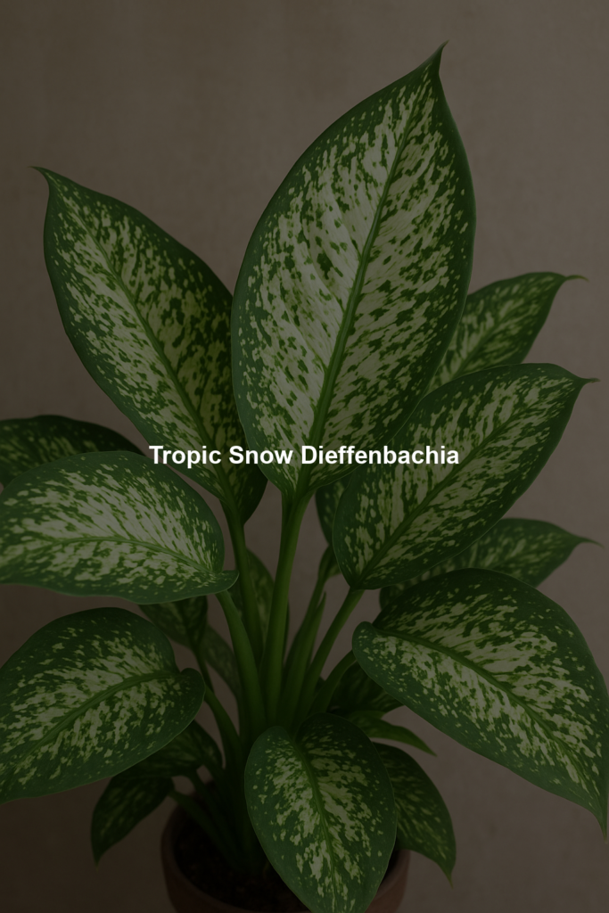 698f33fa24313 | Bonsaimery.com Tropic Snow Dieffenbachia