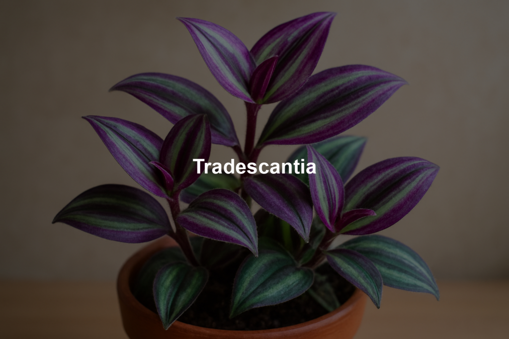 698f3454f222b | Bonsaimery.com Tradescantia
